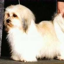 The havapoo is recognized by the achc (american canine hybrid club). Puppyfind Havanese Puppies For Sale