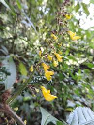 Image result for Coleus melleri