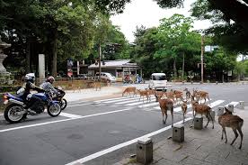 HondaGO BIKE RENTAL