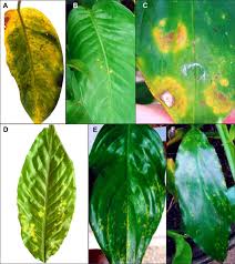 A Green Ringspots On A Leaf Of Dieffenbachia Amoena Infected By A Download Scientific Diagram Dieffenbachia amoena, or dumb cane, is a plant widely used for interiorscapes and houseplants. leaf of dieffenbachia amoena infected