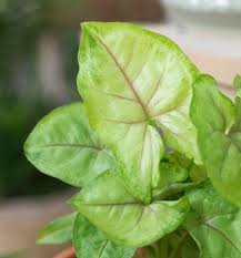 Overall color is green with a white overlay. Syngonium Berry Allusion Zroslicha Zolto Rozowa 8395807569 Allegro Pl