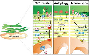 We did not find results for: The Endoplasmic Reticulum Mitochondria Connection One Touch Multiple Functions Sciencedirect