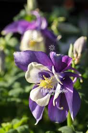 Image result for Aquilegia flabellata ministar