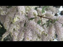 Image result for Tetradenia urticifolia