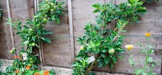 Fruit trees in small spaces. Growing Fruit And Vegetables In Small Spaces