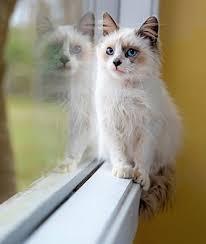 Maybe you would like to learn more about one of these? Home Cat Tails