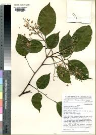Image result for Xanthocercis zambesiaca
