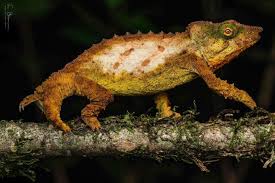 Image result for Hexalobus mossambicensis