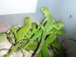 We did not find results for: Baby Green Iguanas For Sale Philippines Find New And Used Baby Green Iguanas On Olx Green Iguana Iguana For Sale Iguana