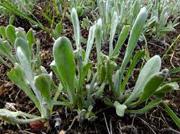 Image result for Gnaphalium