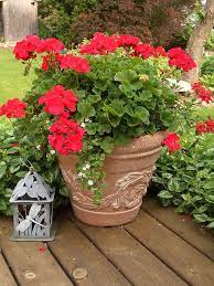 Red Geranium Red Geraniums Geraniums Container Flowers