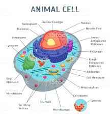Learn to be a veterinarian by rescuing sick any animal you can think of there is probably a game featuring it, even platypus games. Cartoon Animal Cell Anatomy Banner Card Poster Scientific Or Celula Animal Proyecto Celula Animal Dibujos De Celulas