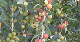 Khazanah ~ pohon bidara pohon surga. Bidara Tree