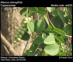 Image result for Maerua buxifolia