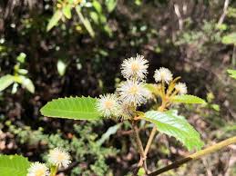 Image result for Callicoma