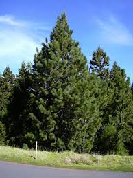 Image result for Pinus