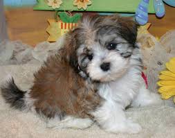 The average price of a havanese puppy is between $1,000 and $1,500. Havanese Dog Prices Havanese Puppies All Ready For Sale Dubai City Havanese Dogs Havanese Puppies Puppies