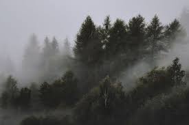 Android users need to check their android version as it may vary. Misty Forest 1080p 2k 4k 5k Hd Wallpapers Free Download Wallpaper Flare