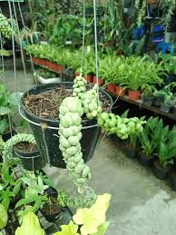 Image result for Heywoodia