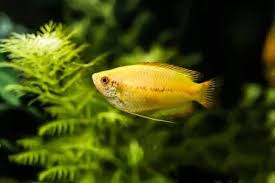 We did not find results for: Honey Gourami All You Need To Know About Sunset Honey Gouramis Fishkeeping World