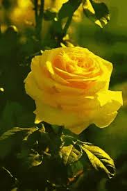 Different flowers carry their own special in addition to roses, there are several other types of flowers that are capable of speaking the language of love. Yellow Rose Gif Gifs Tenor