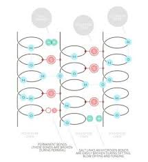 Disulphide And Hydrogen Bonds Hydrogen Bond Hair Science Hair Guide