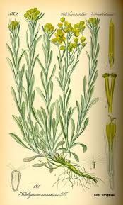 Image result for Helichrysum stenopterum