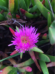 Image result for Carpobrotus