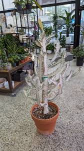 Image result for Euphorbia