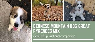 Her mom was a bernese mountain dog and the dad a dachshund!! Bernese Mountain Dog Great Pyrenees Mix Excellent Guard And Companion Bernese Love