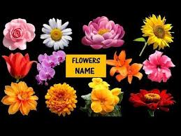 Learn Names Of Flowers Flower Names In Animation Video Learning For Kids Youtube Flower Names Flower Images With Name All Flowers Name