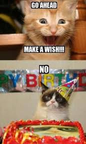 Grumpy Cat Birthday Grumpy Kitty Birthdays Funny Birthday Memes Grumpycat Memes Birthday Funny Memes Cat Stuff Grumpy Cat Meme Happy Birthday Funny Love