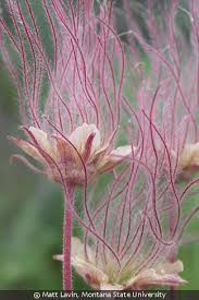 Image result for Indigastrum parviflorum