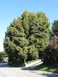Image result for Acacia kamerunensis