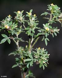 Image result for Stylosanthes