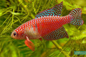 Image result for Hylebates cordatus