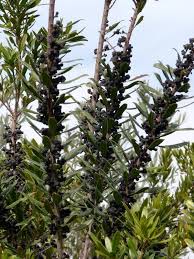 Most recent treatment of the family myricaceae has myrica californica renamed to morella californica (morella californica (cham. Myrica Californica Pacific Wax Myrtle
