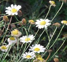 Chrysanthemum Cinerariifolium Pyrethrum Heirloom Seeds Chrysanthemum Plants