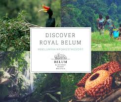 This resort also features complimentary wireless internet access, concierge services, and gift shops/newsstands. Belum Rainforest On Twitter Is Royal Belum On Your Travel Bucket List Here S The 3 Days 2 Nights Itinerary Ideas Https T Co Znkr4l3kpn For Your Reference Check Out Deals Https T Co Khy1gb26k2 Belumrainforestresort Royalbelum