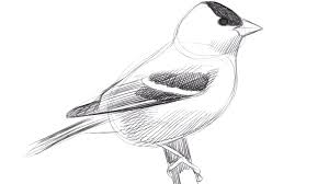 What is the easiest thing to draw? Learn To Draw Birds With David Sibley Audubon