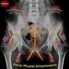Maybe you would like to learn more about one of these? Pelvic X Ray Anatomy Anatomy Drawing Diagram