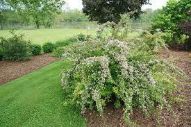 Image result for Kolkwitzia amabilis