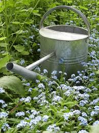 Vergissmeinnicht In Unserem Garten April 2018 Vergissmeinnicht Pflanzen Garten