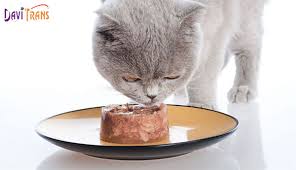 Thức ăn chó mèo Trung Quốc có đáng tin cậy không?