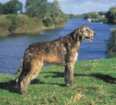 Passive receiver is legal for use by anyone requiring no warrants. Irish Wolfhound Breed Of Dog Britannica