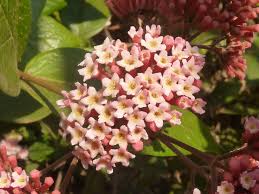 Image result for Rogiera amoena