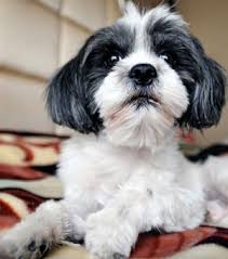 Dog Friendly Hotels That Let Fido Stay For Free Dog Friendly Hotels Dog Friends Fancy Dog
