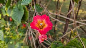 Image result for Stictocardia beraviensis