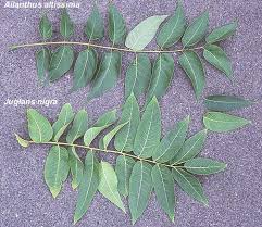 Image result for Ailanthus