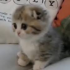 Pin By Sanata Dairr On Cats Video Cute Baby Cats Cute Cats Cute Animals